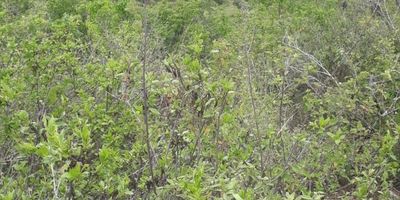 Se vende hermoso terreno - finca de 12 hectáreas con espectacular vista al cañón del Chicamocha, cuenta con agua, terreno semi plano, excelente tierra para cultivos y ganado, cerca al parque nacional del Chicamocha (panachi).
