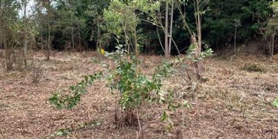 Se vende Lote en Rionegro, cuenta con un área de 8420 metros cuadrados, lote de suave inclinación, con bosque de eucaliptos, nacimiento de agua, explanación de 1300 metros cuadrados para vivienda, pozo séptico, acometida energía eléctrica y acueducto veredal.