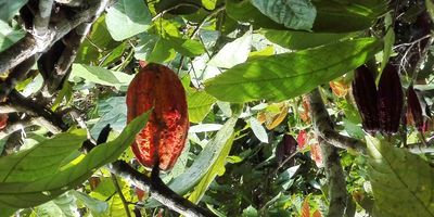 VENDO FINCA LEBRIJA SANTANDER NO TIENE CASA   			$400 MILLONES 
VEREDA BUENAVISTA – POR EL RESTAURANTE BRISAS, AL LADO DE LA VICTORIA, SAN LORENZO, FILO DE CRUCES.
3 HECTARIAS			
EXCELENTE CLIMA, MANDARINAS, CACAO, AGUACATES, LIMÓN TAHITÍ, PLÁTANO, NARANJAS, YUCA.
SOLO ES TIERRA Y SEMBRADOS, NO TIENE CASA... 20 MINUTOS APROXIMADAMENTE DE LA CARRETERA VÍA LEBRIJA-BARRANCABERMEJA ENTRANDO POR EL RESTAURANTE BRISAS.