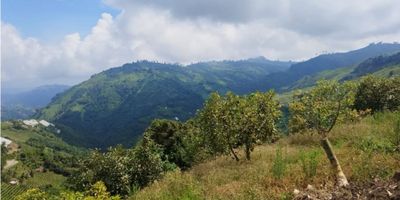 Vendo finca ganadera a una hora de Villamaría aproximadamente, entrega vehículo alto hasta la finca. Tiene proyección ganadera y lechera. Hay cultivos de aguacate de 5 años de siembra, cuenta con agua propia y un plan amplio para construir la casa. Se puede vender más terreno. 

