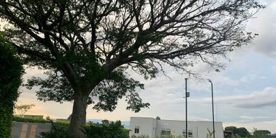 LOTE CAMPESTRE EN GINEBRA 
Este lote cuenta con una zona verde hermosa, también cuenta con canal de agua limpia y este lote esta ubicado en una hacienda 
Es un lote y no tiene baño ni alcoba como se señala en la parte superior 
el área del lote es de 6.271 m2 
cada metro cuadrado tiene el valor de 100.000 pesos 
El valor total del lote es de $ 627.100.000 millones 
Valor de Administración $ 863.405