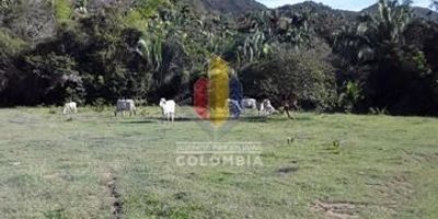 Hermosa finca, cuenta con casa de un piso, con excelente área, ubicación, iluminación y ventilación. Consta de tres alcobas , dos baños, sala-comedor y cocina . La finca cuenta con agua de rio,  de riego y acueducto veredal, luz, la carretera llega a la finca, cuenta tambien con poso septico y potreros para ganado. Se puede ingresar maquina para cultivos.