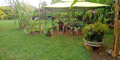 Alquiler de Lote en Pance, con excelente ubicación, son 4.200 m2,  lote plano, sobre vía principal, cuenta con arboles frutales, un pequeño lago, y un casa sencilla con ambiente rustico de 200 m2, la casa esta rodeada de vegetación y jardines, muy acogedora, iluminada, fresca, distribuido en sala - comedor,  2 habitaciones, la principal con baño, amplia cocina, varias ramadas, zona de oficios, cuenta con  energía, acueducto, muy seguro, puede ser para restaurante, café, coworking, jardín infantil,  etc. cuenta con uso de suelo mixto y equipamiento, no se permite discotecas o algún negocio que perturbe la tranquilidad y paz, excelente ubicación, cerca a la universidad javeriana, Icesi, a supermercados, restaurantes, excelente transporte urbano, un hermosos lugar para vivir, separa tu cita ya.