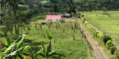 En la hermosa región de Risaralda, específicamente en el departamento de Caldas, se encuentra este increíble lote/terreno disponible para la venta. Con un área total de 1141 M2, esta propiedad cuenta con una ubicación privilegiada y una amplia extensión de tierra para que puedas construir la casa de tus sueños.

El terreno también cuenta con un área construida y privada de 1141 M2, lo que te permitirá diseñar y construir una vivienda unifamiliar de gran tamaño y con espacios amplios y cómodos que se ajusten a tus necesidades y gustos. Con estas características internas, podrás dejar volar tu imaginación y crear un hogar verdaderamente único y personalizado.

Una de las mayores ventajas de este lote es su vista panorámica, que te permitirá disfrutar de hermosos paisajes naturales desde la comodidad de tu hogar. Además, la propiedad cuenta con una gran cantidad de árboles frutales y bosque nativos en sus alrededores, lo que le da un aire fresco y natural al entorno.

No podemos dejar de mencionar las impresionantes zonas verdes que rodean esta propiedad, donde podrás disfrutar de actividades al aire libre con tu familia y amigos, o simplemente relajarte y conectarte con la naturaleza. Todo esto en un entorno tranquilo y seguro, ideal para aquellos que buscan alejarse del ajetreo de la ciudad y tener un estilo de vida más tranquilo y relajado.

No pierdas la oportunidad de adquirir este increíble lote/terreno en Risaralda y hacer realidad tus sueños de tener una casa en medio de un hermoso entorno natural. ¡Contáctanos hoy mismo para más información y agenda una visita para conocer personalmente este maravilloso lugar!
