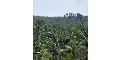 ¡Venta de Hermosa Finca en Castilla, Pácora!

Detalles Destacados:


 Área del Terreno: 32 hectáreas (320,000 m²).
 Área Construida: 72 m².
 4 Habitaciones y 1 Baño: Potencial para una vida tranquila y rural.
 Garaje para 2 Vehículos.
 Estrato: Rural, en armonía con la naturaleza.


Características de la Finca:


 Admite Mascotas: Ideal para quienes aman los animales.
 Agua de Acueducto y Pozo Natural: Abundancia de recursos hídricos.
 Electricidad: Conexión a la red eléctrica.
 Árboles Frutales: Disfruta de productos frescos de tu propia tierra.
 Vista Panorámica: Observa la belleza natural que rodea la finca.
 Terreno Ondulado: Perfecto para diversas actividades agrícolas.
 Bosques Nativos y Montaña: Entorno natural y virgen.
 Acceso Vehicular: Carretera destapada accesible con vehículo 4x4.


¡Haz de Esta Finca Tu Refugio Rural!

Con su extenso terreno, variedad de recursos naturales y potencial para desarrollo agrícola o ganadero, esta finca en Castilla, Pácora, es una oportunidad única para aquellos que buscan un estilo de vida tranquilo y conectado con la naturaleza. ¡No pierdas la oportunidad de adquirir este oasis rural y crear la vida que siempre has deseado!

¡Contáctanos hoy mismo para más información y programar una visita a esta hermosa finca en Pacora! 


 

#Venta #Finca #Castilla #Pácora #ViviendaUnifamiliar
