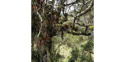 Codigo 8274. Espectacular lote de 7 hectareas a 20 minutos de la Calera. Ideal para un proyecto de Glamping, cuenta con bosques y con un riachuelo. Espectacular Vista a las montañas de la Calera.