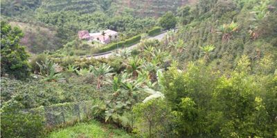 Venta de lote en san peregrino, Manizales, excelente vista y clima para disfrutar. Area Lote 1600mts2

 
