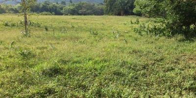 Excelente terreno para  desarrollo turístico, disponible para VENTA totalmente plano, en Carmen de Apicalá cuenta con un área de 5 fanegadas, precio de oportunidad, $58.000.000  fanegada, carretera totalmente plana en buen estado, hacia la vereda misiones, puede transitar cualquier tipo de vehículo, a nueve kilómetros del casco urbano y es la vía de acceso al terreno. En la actualidad se desarrollan varias urbanizaciones en la vía que conduce a la propiedad,