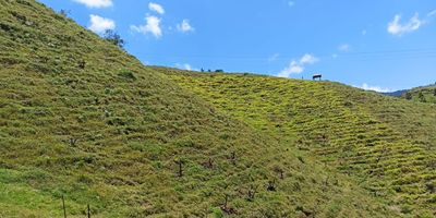 Finca en Las yeguas, cerca al rancho. Tiene 7.8 hectáreas, 50 metros cuadrados construidos.

La casa cuenta con 2 alcobas y un baño, cocina sencilla en leña.

Cuenta con bosque nativo, corral para cerdos, corral de gallinas, nacimiento de agua, poso séptico.

Tanque de agua de 2000 litros.

$480.000.000 negociables