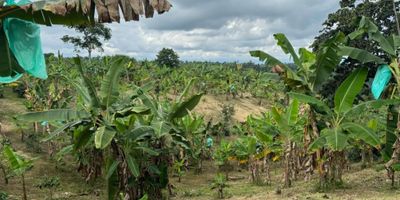 Venta de finca de 13 cuadras más 6200 metros cuadrados, en el sector de la vereda el Naranjal, municipio de Quimbaya a 1550 msnm, sembrada de café, plátano y aguacate a 800 metros de la carretera pavimentada entra carro pequeño hasta la finca, cuenta con silo, peladora, Elba, casa para agregado, cultivos libre de químicos, la finca es cultivable en un 85 por ciento, es parte ondulada y otra parte en falda, por su ubicación tiene una hermosa vista, lo que se puede aprovechar para ser finca hotel debido a que está ubicada en un sector de casa campestres, fincas hotel, cerca al parque temático Quimbayas, se puede construir glamping, no tiene vecinos debido a su ubicación.

