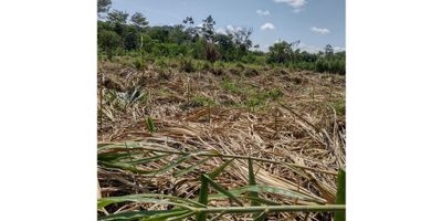 ?️ ¡Venta de Lote en La Virginia, Risaralda!

Descubre esta gran oportunidad de inversión en un lote con ubicación estratégica y un enorme potencial para desarrollo residencial, comercial o industrial.

? Características del Lote:


 Área total: 35,000 m².
 Precio: $180,000 por m².
 Estrato: 3.


✨ Detalles Destacados:


 Apto para múltiples proyectos: Ideal para construir un condominio, bodega o establecer un negocio comercial.
 Zonas verdes: Espacios ideales para proyectos que incluyan áreas recreativas o turísticas.


? Ubicación Estratégica:
Situado en La Virginia, Risaralda, con acceso a vías principales y cercanía a áreas urbanas y turísticas, lo que asegura una alta valorización y versatilidad de uso.

? Opciones de Negociación:
¡Se acepta permuta! Explora esta alternativa para maximizar el beneficio de tu inversión.

? Inversión con Potencial:
Un lote con amplias posibilidades y una ubicación privilegiada para desarrollar proyectos exitosos. ¡Contáctanos para más información y agenda una visita hoy mismo! ?️✨


