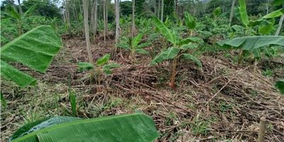 ? Lote en Venta en Santágueda, Palestina

Si buscas un espacio amplio y natural para construir tu proyecto soñado, este lote en Santágueda es la oportunidad perfecta.

? Gran Extensión de Terreno
Con un área total de hasta 35.000 m², este lote ofrece múltiples posibilidades para desarrollo campestre, turístico o residencial. El precio por metro cuadrado inicia desde $160.000.

? Entorno Natural y Exclusivo
Rodeado de árboles frutales y bosques nativos, disfruta de un paisaje montañoso con una vista panorámica excepcional. Ideal para quienes buscan tranquilidad y conexión con la naturaleza.

? Ubicación Privilegiada
Ubicado en una zona campestre con acceso a zonas deportivas, camping y amplias áreas verdes. Perfecto para proyectos ecoamigables o de recreación.

✨ ¡Haz realidad tu inversión en Santágueda! Contáctanos para más información.


