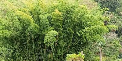 Codigo 26716. ? Lote en venta ubicado en Rionegro ? Características del Lote:• Área total: 52.642 m²• Ubicación estratégica: Cerca de Rionegro, El Carmen de Viboral y Marinilla• Agua propia en el terreno• Uso de suelo flexible para proyectos comerciales o residenciales? Valor de venta: $4.474.570.000? Descripción:Este lote en Rionegro, es una excelente oportunidad de inversión, ya que su ubicación privilegiada y gran extensión de terreno permiten el desarrollo de proyectos a gran escala, desde urbanizaciones hasta actividades comerciales o agrícolas.? Ventajas del Lote:✅ Amplio espacio con gran potencial de valorización✅ Conectividad con vías principales y acceso a zonas urbanas✅ Ideal para desarrollos comerciales, residenciales o agrícolas? ¡Contáctanos para más información y coordina tu visita!