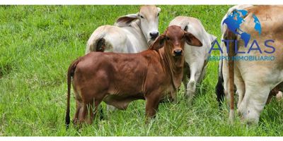 VENTA DE FINCA EN BARRANCABERMEJA /SANTANDER COD 788

CONSTA DE:


 ? ÁREA 151 HECTÁREAS
 ? SEMBRADA EN PASTO (?HUMIDICOLA BRECHARIA MOMBASA DECUMBES)
  ?DOS CORRALES EN MADERA
 ? CASA DE DOS PLANTAS EN MADERA EN PERFECTAS CONDICIONES 
 ?CERCAS ELÉCTRICAS EN LA MITAD DE LA FINCA
 ✅ LA OTRA MITAD EN ALAMBRE DE PÚAS
 ? LA CARRETERA LE PASA POR LA MITAD DE LA FINCA
 ? CINCO KILÓMETROS DE RIO 
 ?16 LAGOS 
 ?CUATRO NACIMIENTOS DE AGUA 
 ?DOS QUEBRADAS 
 ?PRECIO 13 MILLONES POR HECTÁREA


? NEGOCIABLE

AGENDA TU CITA: 301 - 594 8700 - 300 368 1081
