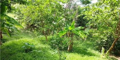 ¡Una oportunidad única en La Mesa, Cundinamarca te está esperando! Se trata de un increíble lote de terreno de 10000 M2, un hectare para construir casa campestre. Si eres amante de la naturaleza y buscas un lugar tranquilo y alejado del bullicio de la ciudad para construir tu hogar este es el lugar perfecto para ti. Ubicado entre la Mesa y Anapoima, a 10 minutos de la Mesa en automovil.

Una de las características que más destacan de este lote es su ubicación privilegiada, rodeado de árboles frutales y bosque nativo que te permitirán disfrutar del aire fresco y la tranquilidad de vivir en medio de la naturaleza. Además, su vista panorámica te dejará sin aliento, con hermosos paisajes que podrás disfrutar todos los días.

Otra de las grandes ventajas de este lote es su cercanía a la zona urbana, lo que te permitirá tener acceso a todos los servicios y comodidades que necesitas, como transporte público cercano y vías principales. Sin embargo, también disfrutarás de la tranquilidad y privacidad que ofrece vivir en una zona campestre, con un ambiente único y relajante.

Si eres amante del camping, este lote también es ideal para ti. Con amplias zonas verdes y un entorno natural inigualable, podrás disfrutar de acampadas en familia o con amigos y desconectar de la rutina diaria. Además, cuenta con una quebrada.

 
