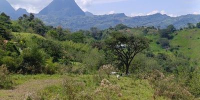 LA PARCELACIÓN LA SIRIA ES LA MEJOR EN EL SUROESTE ANTIOQUEÑO POR SU UBICACIÓN Y VISTA A CERRO TUSA.

Todos con vista a Cerro Tusa

LOTE	ÁREA	VALOR x m²	PRECIO	OBSERVACIONES
1 - 6.800 m² - $72.058 - $490 millones - Lote plano con inclinación, sin vista a cerro Tusa.
2 - 10.936 m² - $ 59.436 - $650 millones - Ninguna.
3 - 14.463 m² - $ 62.227 - $900 millones - Ninguna.
4 - 28.400 m² - $ 38.732 - $1.100 millones - Lote plano, con bosque y vista a Cerro Tusa.
5 - 32.840 m² - $ 39.281 - $1.290 millones - Ninguna.
6 - 29.348 m² - $ 89.193 - $1.290 millones - Ninguna.
7 - 15,398 m² - $ 115.599 - $1.780 millones - Vista a Cerro Tusa.

Zonas comunes
La parcelación cerrada con vigilancia 24 horas. 
Cuenta con Fonda, un gran lago con su club house y varios sitios como zonas comunes y portería 24 horas.
Más de 26  kms de vías internas para disfrutar caminando, montando a caballo o en bicicleta.
Agua potable.