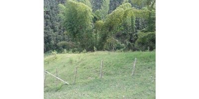 Venta de finca cafetera en Vereda Partidas, Chinchiná

Hermosa finca cafetera de 7.6 hectáreas (12 cuadras aprox) en venta. Cultivo de variedad Castillo, con áreas nuevas y recién zoqueadas. La finca cuenta con 2 casas en material, cocheras para 30 cerdos, potrero, acueducto y fuente de agua propia. Topografía inclinada.

Disfruta de una vista panorámica, árboles frutales, bosques nativos, establo, jardín y montaña. Ideal para quienes buscan una vida en contacto con la naturaleza, con río cercano y abundantes zonas verdes. ¡Una oportunidad única!
