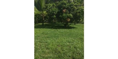 Se vende espectacular casa campestre en el km48 vereda palermo via Medellin , en condominio campestre. Consta de 3 habitaciones, 3 baños, un baño social,  sala comedor, un recibidor, cuarto de televisión, pisos en ceramica, patio de ropas, garaje descubierto para 3 carros, porteria 24 horas, piscina del conjunto, con espacios amplios y excelentes acabados. Ubicada en un sector tranquilo con alta valorización. Cuenta con un area de lote de 1084 mts, y un area construida de 154 mts.
