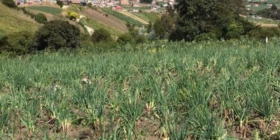 Lote para construir cabaña turística y agricultura mixta,  con un área de 900 mts,  rodeado de naturaleza y cultivos de cebolla, ubicado a solo 10 minutos de la laguna de tota  y 5 minutos del casco urbano, excelente vista, lote irregular  26 mts de Frente por  41 y 31 mts de Fondo.