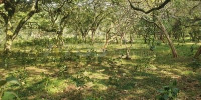 Atos Inmobiliaria vende hermosa finca en Moniquirá. Se ofrece finca de 9 hectáreas, con excelente ubicación y acceso a punto de agua veredal y quebrada natural. Ideal para ganadería y agricultura, con condiciones óptimas para el cultivo de café, caña de azúcar y árboles frutales. El 90% del terreno es aprovechable, lo que la convierte en una excelente oportunidad para desarrollar proyectos productivos. ¡No dejes pasar esta oportunidad de inversión! Contáctanos y agenda tu cita hoy mismo.