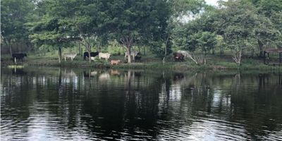 VENDO FINCA GANADERA, de 130 Ha, totalmente arborizada, sistema sivopastoril, cerca eléctrica, 2 lagos, tanques de reserva de gran capacidad, establo, bodegas, casa y apartamento con modernas instalaciones, pozo profundo, panel solar, ubicada a solo 20 minutos sobre la carretera Ibagué - Alvarado, en la vereda Hatico- Tamarindo. 

Es #MasQueUnEspacio.
