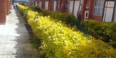 La propiedad se encuentra ubicada en el Conjunto Residencial Girasoles, en la ciudad de Bogotá D.C., en el barrio Porvenir . Construida en el año 2007, esta casa cuenta con 43.63 metros cuadrados techados. Dispone de 2 habitaciones y 1 baño. Entre sus servicios e instalaciones, destacan una sala de negocios, Salón social, zonas Infantiles, Cocina Integral, Bodega, Cuarto de Lavado, Patio de servicio, Calentador, Cuarto de servicio, red de gas, parqueadero de visitas, conjunto cerrado, Seguridad 24 horas, Seguridad privada, zonas verdes, escuelas cercanas, supermercados, transporte público, zona residencial y diferentes servicios. El estado de la propiedad es bueno y tiene un costo de $140,000,000. 360-CBM-683
