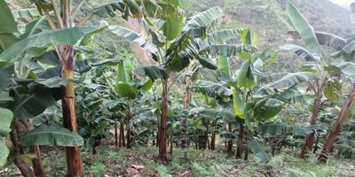 Venta de finca en el municipio de Abejorral, Antioquia. Vereda La Cascada.
Tiene casa de aprox 100 metros cuadrados.
Sembrados de café, aguacate, mango, plátano
Precio 230.000.000