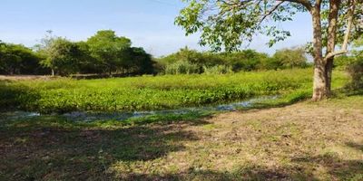 ADRIANA BLANCO FINCA-LOTE DE TERRENO DE 16 HECTAREAS VIA BARANOA-POLONUEVO  EN VENTA, UBICADA EN BARANOA CON ACCESO DIRECTO DESDE LA CARRETERA Y   CON AMPLIAS POSIBILIDADES DE PRODUCCIÓN AGROPECUARIA , DESARROLLO URBANISTICO Y DE VIVIENDA DE BAJA DENSIDAD, AGROPECUARIO Y FORESTAL, EQUIPAMIENTOS MUNICIPALES, SERVICIOS COMUNITARIOS DE CARÁCTER SOCIAL, VIVIENDA DE MEDIA DENSIDAD, SE PUEDE USAR PARA RECREACIÓN, CULTURAL, CENTRO VACACIONAL, TURISMO, ETC., SU USO PRINCIPAL ES DE HORTICULTURA, CULTIVOS TRANSITORIOS, AGRICULTURA, PASTOREO EXTENSIVO, ESTABLOS PARA GANADO VACUNO, CABALLERIZAS, AVICULTURA DE ENGORDE Y PONEDERAS, PROTECCIÓN, REHABILITACIÓN, PORCICULTURA, PARCELACIONES RURALES, ESTABLECIMIENTOS RURALES, DEPÓSITOS, BODEGAS, ENTRE OTROS. TIENE SERVIDUMBRE ELECTRICA Y DE GASODUCTO LA FINCA-LOTE IDEAL PARA QUIENES DESEAN DESARROLLAR PROYECTOS EN UNA ZONA DE GRAN VALORIZACION  DEL ATLÁNTICO.  ADRIANA BLANCO INMOBILIARIA
