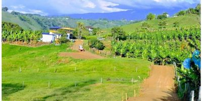 Espectacular finca en Ulloa a solo cincuenta minutos de Pereira , excelente para explotación agrícola y ganadera , así como para proyectos turísticos.
