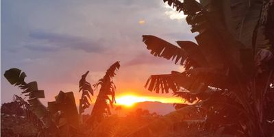 FINCA productiva en Chapinero, Ulloa Valle a 7 minutos del pueblo.

Hay más o menos un kilómetro de destapado con acceso en carro.

A solo 25 minutos del famoso pueblo de Finlandia.

Perfecto para proyecto turístico o vivir en paz.

Con posibilidades de construir más o menos 10 cabañas.

Ventaja muy grande hay 2 quebradas de agua cristalina, ojo también una pequeña cascada.

Tiene una vista espectacular por Alcalá y Finlandia incluyendo el mirador de Finlandia.

Son más o menos 6 cuadras 

Descripción Inmuebles;

La casa tiene aproximadamente 130 metros cuadrados con cocina, comedor, 5 habitaciones y dos baños con ducha.

Un kiosco de 4x6 metros con mesa para 12 a 16 personas, hay agua y lava platos y energía.

Un marquesina de más o menos 5x10 para secar café, germinación o lo que sea.

Hay otra cocina exterior con estufa de leña con lavadero y tanque para lavar café, también hay un baño y a parte una ducha.

También hay una bodega donde se guarda las herramientas y donde se despulpa y lava él café.

En cima de este edificio hay un habitación grande que se puede convertir en apartaestudio.

Hay 2 galpones para más o menos 150 gallinas o pollo de engordes.

También hay 2 pequeñas maraneras para 6 a 8 marranos.

Casi terminado un galpón de 70 metros cuadrados para 500 con posibilidades de pagar los gastos de la finca.

Para completar los inmuebles hay otro kiosco de más o menos 15 metros cuadrados.

CULTIVO;

Más o menos 14 000 palos de café con más o menos 1000 palos recién soquiados.

Entre más o menos 600 a 800 plantas de plátano.

Hay un poco de yuca, de banano, 2 palos de aguacate, mangos algunos de papaya, limones Tahiti y mandarina, naranja.


Hay buen cultivo de ají de  variedades con diferentes especie, entre ellos el famoso Carolina heaper.

También hay guadual.

Se vende o se permuta al rededor o Pereira.
 
