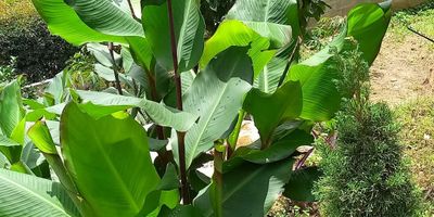 CASA FINCA EN VENTA VEREDA EL TOTUMO 

Hermosa casa finca ubicada  en la vereda eL tOTUMO  del municipio de Girardota a   10 minutos del parque y tan solo 45 minutos de Medellin, 

Fácil acceso hasta la casa, via  pavimentada  ,sector muy tranquilo, seguro para vivir y compartir en familia.

CARACTERISTICAS


   Area 1300 mts
   Area construida 180 mts
  Casa de dos niveles 
  Cocina integral 
 Sala comedor
 3 habitaciónes  
 2 baños
 Zona de lavanderia
 Red de gas
 Amplios corredores
 Balcón                                                
 Parqueadero para 4 carros
 Servicio de agua  veredal    
 Toda encerrada   
 Posivilidad de hacer ampliaciones 
 Arboles frutales como mango, mandarina , guanabana, aguacate, limon
 Zonas verdes 
 Porton de ingreso 
 estrato 3 
 kiosco
 hermosa cascada
 No pierdas la oportunidad de hacer de esta casa campestre tu hogar y experimentar la tranquilidad y belleza que ofrece la vida en el campo. ¡Contáctanos hoy mismo para conocer más sobre esta increíble propiedad!
 AGENDA YA TU CITA 

