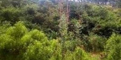 Espectacular Lote con magnifica vista y cerca a la vía principal,rodeada de naturaleza ,oportunidad de inversión