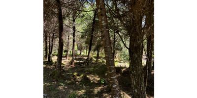 Este impresionante lote  se encuentra en una de las zonas más hermosas de Medellín, Antioquia. Con un área total de 1100 M2, tanto la construcción como la zona privada cuentan con la misma extensión, brindando un amplio espacio para cualquier proyecto que desees llevar a cabo.

Una de las principales características de este inmueble son se puede ingresar en vehiculo hasta el terreno, porteria a control remoto, lote 90% plano, sus imponentes árboles frutales, que no solo le agregan un toque de naturaleza a la propiedad, sino que también pueden ser utilizados para fines comerciales. Además, este terreno cuenta con frondosos bosques nativos que brindan un ambiente de tranquilidad y paz, ideal para aquellos que quieren alejarse del ajetreo de la ciudad.

No hay nada más impresionante que tener una vista majestuosa de la montaña desde tu propio terreno. Esta propiedad te lo ofrece, lo que la convierte en una opción perfecta para los amantes de la naturaleza y los deportes al aire libre. Puedes llevar a cabo actividades como senderismo, ciclismo de montaña, o simplemente disfrutar del paisaje desde la comodidad de tu hogar.

Además, este increíble lote cuenta con una portería / recepción, lo que brinda seguridad y comodidad para ti y tus visitantes. Esta área está diseñada para dar la bienvenida a tus invitados y asegurar que solo las personas autorizadas tengan acceso a la propiedad.

Con todas estas características únicas, este lote es una oportunidad que no puedes dejar pasar. Ofreciendo 1100 M2 de terreno y construcción, con impresionantes árboles frutales, bosques nativos, vistas a la montaña y una portería / recepción, este inmueble tiene todo lo que necesitas para crear la propiedad de tus sueños en Medellín, Antioquia. ¡No esperes más y aprovecha esta increíble oferta hoy mismo!
