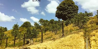 Se vende lote ubicado en la vereda Cusaman en Lebrija, ideal para casa campestre, este cuenta con servicios de agua y luz. Buena vía de acceso y tiene en producción 400 arboles de naranja, para más información al celular 3244676425 o 305 3772619.