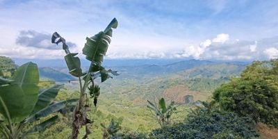 Se vende lote de 26000 m2 a solo 25 minutos de Pereira con todo lo necesario para invertir producir y disfrutar

Produccion activa
2250 palos de cafe listos para cosecha
300 matas de platano
Guadual en excelente estado

Entorno natural privilegiado
Lote lindero con quebrada de aguas cristalinas
Acceso facil a solo 300 metros de la via principal

Servicios disponibles
Matricula de agua
Energia electrica