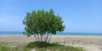 Lote en suelo suburbano con 50 mts de frente sobre aproximadamente 4.800 mts2 de playa concesionada, topografía baja más no inundable. Muy central, cerca de los principales desarrollos hoteleros, residenciales y comerciales de la zona norte. A tan solo 5 minutos de La Ramblas, a 10 minutos de Serena del Mar y a 20 minutos del centro amurallado de la ciudad. Alta valorización e importantes posibilidades para desarrollo inmobiliario.