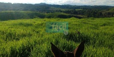 Vendemos hacienda de 1.396 hectáreas (incluye 216 en bosques nativos) esta a 57 km de Puerto berrio, cerca a las obras de vías 4G Medellin-Remedios, Zaragoza-Caucacia- Costa Atlantica. Pastos brachiarias en distintas variedades y Angleton; tiene 110 potreros con jagüeyes, divididos con postes de cemento y cerca eléctrica, la topografía es suavemente ondulada, varias quebradas, atraviesan la finca, el 40% es mecanizable, soporta carga de 2.000 animales; tiene 3 corrales con bascula electrónica, postería de cemento y varetas, distribuidos en todo el predio para facilitar las tareas ganaderas. Casa para mayordomo recientemente construida, pozo profundo y kiosko. Se usa para ciclo de Cría.
