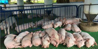 Vendemos granja porcicola de cria certificada ICA y PorkColombia, ubicada en La Magdalena, Buga, área  11.38 hectáreas, galpones con jaulas para cría, gestación, paridera, precebo y aclimatación; galpon para 500 gallinas ponedoras con todos los equipos, corral techado para ganado en madera y llantas, 2 casas (La principal tiene oficinas y laboratorio de inseminación) Biodigestor y compost de mortalidad, 2 pesebreras, 24 potreros con cerca eléctrica, 2 derechos de agua y quebrada veranera que recorre la finca. La granja tiene certificación del ICA , área de reserva forestal y guadua de 33.079 m2. Tiene instalados paneles solares para suministro eléctrico y el excedente se vende a EPSA.