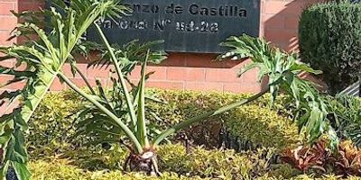 Apartamento en venta ubicado en el Conjunto San Lorenzo de Castilla, cuarto piso sin ascensor, sala comedor vista interior, luz natural, cocina integral zona de lavandería baño social tres habitaciones cada una con closet la principal con baño privado.
El conjunto cuenta con parqueaderos comunales, salones sociales, terraza bbq, bicicletero, parque infantil y zonas verdes. Excelente ubicación cerca al Centro Comercial Tintal Plaza, a dos cuadras de la Avenida Ciudad de Cali, una cuadra de la Avenida Guayacanes y facilidad de transporte público. Cita previa.