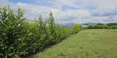 Lote en Venta  Rozo  Valle del Cauca  sectorLa Torrel  a 15 minutos de Cali, 6.400  mt2, excelente lote  tiene servicio públicos de Agua, gas  y Energía. Tiene cerramiento con malla y Swinglea.