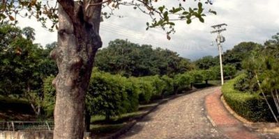 Lote con cerramiento, sembrado de mangos en producción, se vende con o sin proyecto arquitectónico.  A unos 500 metros adelante del Club Campestre.