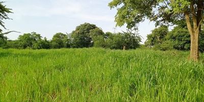 Finca Ganadera vereda calunga municipio de honda Tolima estrato 6 Terreno 30 hectáreas mas  625 metros, suburbana a 2 kilómetros Vía de acceso de honda vía a mariquita Sobre la vía principal pavimentada  perfecto estado En cuanto a la infraestructura, servicios públicos Acueducto alcantarillado energía eléctrica internet alumbrado público gas natural Cuenta con establos pisos placa de concreto, ordeñó Mecánico Un tanque para enfriamiento de la le che capacidad 2000 litros en acero inoxidable Cuarto de herramientas  oficina báscula cuarto de medicinas y alimentos del ganado Corrales para marcar el ganado cercados en madera, Báscula,12 potreros debidamente cercados con bebederos para el ganado y sus respectivos riegos y tubos de bombeo 8 por lote y cercas de corriente. Las construcciones están en terreno plano y La topografía  de la finca es  plana, Bodegas,1 apartamento totalmente amoblado, mas Dos casa grandes, piscina, finca la bordea el río guali 