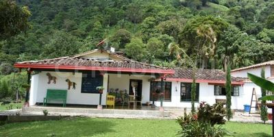 Venta de finca ganadera lechera sobre la vía que conduce de Fredonia a Puente Iglesias, a 5 minutos en carro de Fredonia. Consta de:
Casa principal: de 350 metros cuadrados, 4 habitaciones, 4 baños, amplia zona social, cocina, patio interior con jardín y fuente, terraza, jardín y patio de ropas. La casa tiene una vista espectacular sobre el cañón del río Cauca. Alrededor de la casa hay jardines y zonas verdes.
Casa mayordomo:  de 100 metros cuadrados, con 3 habitaciones, 2 baños, cocina, zona social y terraza.
Establo: con 8 pesebreras en materiales AAA, zona de ordeño y corral para alimentación del ganado.
Terreno: 32 cuadras en pasto para ganado de leche, terreno levemente ondulado.
La finca tiene agua de nacimiento y acueducto municipal de Fredonia. Por la finca pasa una quebrada de muy buen caudal. 
La finca está situada a 40 minutos de La Pintada y de Bolombolo. A una hora de Jericó y Támesis, y a hora y media de Medellín y Jardín.
Por estar situada a 5 minutos de Fredonia, tiene una ubicación estratégica, con excelentes vías de acceso, con cercanía a supermercados, hospital, iglesia, restaurantes y transporte público.