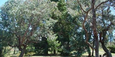 Lote en Vereda San Gabreil en Yerbabuena-Sopo, Autopista norte, carrera séptima entrando a mano derecha a doscientos mts  del Castillo de Marroquin, de la entrada de los lotes seis km, diferentes áreas.TODOS LOTES CUENTAN CON UN PUNTO DE AGUA DEL ACUEDUCTO PROGRESAR, LOS POSTES DE ENERGIA PASAN FRENTE DE CADA LOTE Y EN LA ZONA HAY VARIAS EMPRESAS QUE OFRECEN SERVICIO DE INTERNET Y TV. EN CADA LOTE SE PUEDE CONSTRUIR UNA CASA COMO VIVIENDA RURAL AISLADA Y LA CASA DEL CUIDANDERO. LAS CONSTRUCCIONES PUEDEN OCUPAR EL 15 DEL AREA TOTAL DEL LOTE.SE ENTREGAN CON LA PLANTA DE TRATAMIENTO DE AGUAS RESIDUALES
