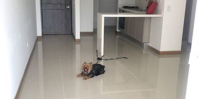 Apartamento alquiler Cali La Flora -  lindo y moderno apartamento ubicado en el norte de Cali, barrio la Flora, cercano a almacenes Exito, Chipichape, parques,etc., sector residencial. El apartamento està ubicado en el piso 7 de moderno edificio, consta de cuarto principal con baño privado, closet y aire acondicionado,   alcoba auxiliar, baño  familiar y/o social, sala comedor con acceso a amplio balcòn con espectacular vista sobre la ciudad, cocina integral abierta, zona de oficios, calentador a gas,  se entrega con cortinas. El  edifiicio tiene piscina, gimnasio, salòn soicial, parque infantil.  El Canon de arrendamiento   Incluye el pago de Administraciòn.