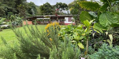 VENDO / ALQUILO Finca en Alto DAPA, Parcelación HACIENDA LOS MORALES, ZONA DE RESERVA FORESTAL, a 1.8KM de La Barra de Manolo, Vía LA CUMBRE. A sólo TREINTA minutos de Cali. Ideal para Amantes de la Naturaleza. BOSQUE DE NIEBLA, Zona de Avistamiento de Aves, Flora y Fauna Silvestre. Casa Tradicional en madera de CIENTO VEINTE M2, con lote de TRES MIL M2. La casa tiene TRES Alcobas, UN Baño, Vestier, Sala, Comedor, Cocina, Chimenea, Estar, Asador y Hamaca. Calentador Eléctrico y Estufa a Gas. Hermosa Vista Panorámica Natural. Energía de Emcali y Agua de Manantial Natural. Clima templado. Variedad de Aves, Cultivo de Flores, Plantas Exóticas y Vegetación diversa en un entorno de paz y tranquilidad. Cuenta con Casa aparte para el Mayordomo, quien se encarga del cuidado y mantenimiento general de la Finca. En el lote se puede desarrollar un pequeño cultivo de plantas, árboles frutales, eras de cultivo e invernadero a disposición. El mayordomo puede ayudar al cuidado de mascotas, personas y cultivos.
