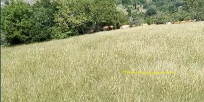 Vendemos finca ganadera en el corregimiento de presidente de Buga- Valle del Cauca, son 50 plazas en pastos, tiene casa principal, casa de Mayordomo, cercos, servicios públicos de agua y energía, y está a 1 km de distancia del pueblo,  acceso Por vía destapada y Transformador propio.