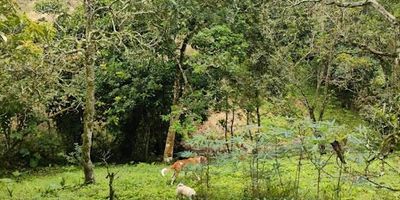 ¡OPORTUNIDAD ÚNICA! CASA LOTE EN VENTA – VÍA ARMENIA, A BORDE DE CARRETERA ¿Buscas un espacio amplio, con excelente ubicación y listo para habitar o invertir?
Te presentamos este espectacular casa lote con 15 metros de frente por 7 de fondo, ideal para vivienda, negocio o proyecto turístico. Características: Casa principal amplia y funcional, 4 cómodas alcobas, 3 baños. Casa adicional (agregado) perfecta para renta o visitas. Hermosa zona verde con árboles frutales. Escritura propia
Servicios de agua y energía totalmente instalados. Ubicación privilegiada a borde de carretera en la vía principal hacia Armenia. Este inmueble combina naturaleza, comodidad y excelente proyección comercial. ¡Contáctanos y agenda tu visita hoy mismo!