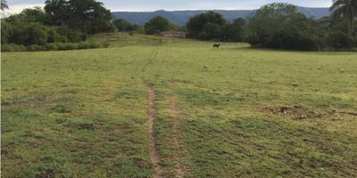 Rentahouse vende Lote Residencial en Carmen de Apicala, ideal para iniciar proyecto Urbanistico, lote plano de 5374 mts, acceso a transporte publico, facilidad de acceso a via principal, Sr Inversionista, quiere desarrollar su proyecto habitacional? Esta es su Oportunidad, LLAME YA!!!!!! - 25-415