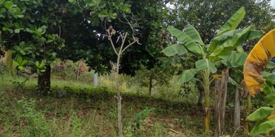 Lote ubicado en un entorno natural, rodeado de naturaleza bosque nativo, este terreno ofrece la oportunidad de construir la casa campestre de tus sueños.  A un minuto casco urbano cerca a la carretera via Bogota -Girardot menos de 100 mts. Punto de conexión eléctrico dentro del predio, pozo séptico,  muy pronto conexion  alcantarillado,  sector de  tranquilidad y conexión con la naturaleza, este lugar es ideal para quienes buscan un estilo de vida sereno y armonioso. ¡Imagina despertar cada mañana con el canto de los pájaros y disfrutar de la paz que solo un entorno como este puede ofrecer!